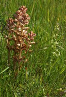 Orobanche caryophyllacea