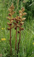 Orobanche gracilis