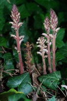 Orobanche hederae