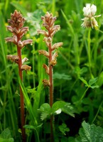 Orobanche minor