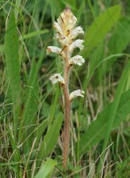 Orobanche picridis