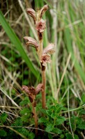 Orobanche teucrii