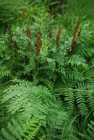 Osmunda regalis