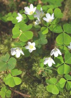 Oxalis acetosella