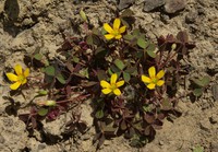 Oxalis corniculata