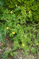 Oxalis dillenii