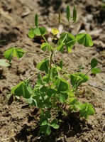 Oxalis fontana