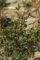 Oxybasis glauca