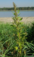 Oxybasis rubra