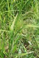 Panicum capillare