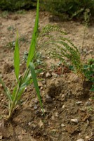 Panicum miliaceum