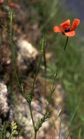Papaver argemone