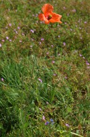 Papaver dubium