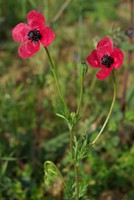 Papaver hybridum