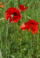 Papaver rhoeas