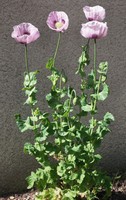 Papaver somniferum