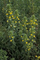 Parentucellia viscosa