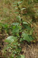 Parietaria judaica
