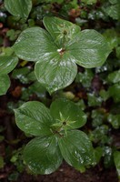 Paris quadrifolia