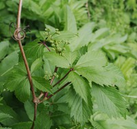Parthenocissus inserta
