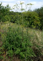 Pastinaca sativa