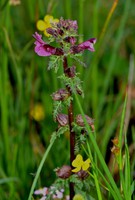 Pedicularis palustris
