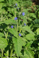Pentaglottis sempervirens