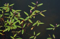 Persicaria amphibia