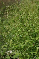 Persicaria hydropiper