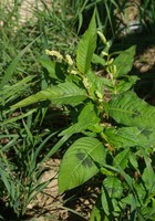 Persicaria lapathifolia