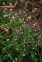 Persicaria maculosa