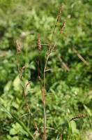 Persicaria minor