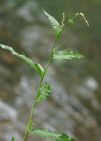 Persicaria mitis