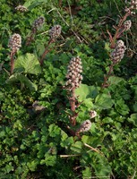 Petasites hybridus