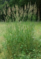 Phalaris arundinacea