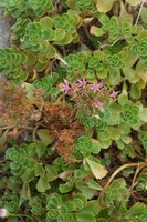 Phedimus spurius