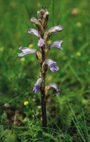 Phelipanche purpurea
