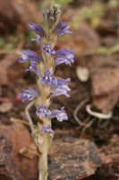 Phelipanche ramosa