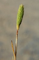 Phleum arenarium