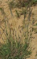Phleum nodosum