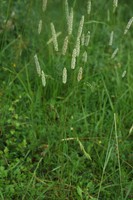 Phleum phleoides