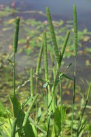 Phleum pratense