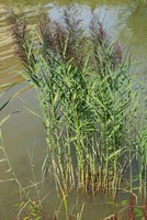 Phragmites australis