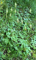 Phyteuma spicatum