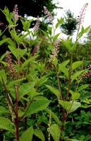 Phytolacca americana