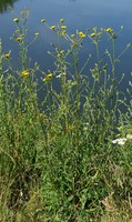 Picris hieracioides