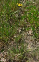 Pilosella caespitosa