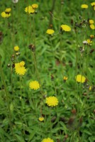 Pilosella lactucella