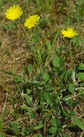 Pilosella officinarum