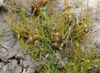 Pilularia globulifera